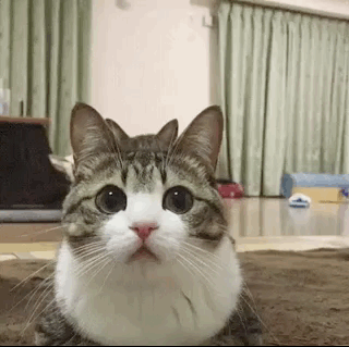 Synced (16 gifs)