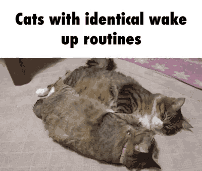 Synced (16 gifs)