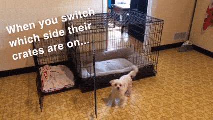 Funny Dogs (28 pics)