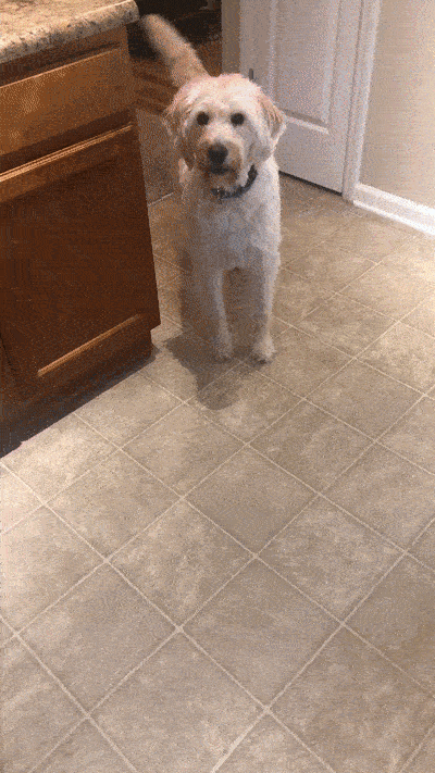 Funny Dogs (28 pics)