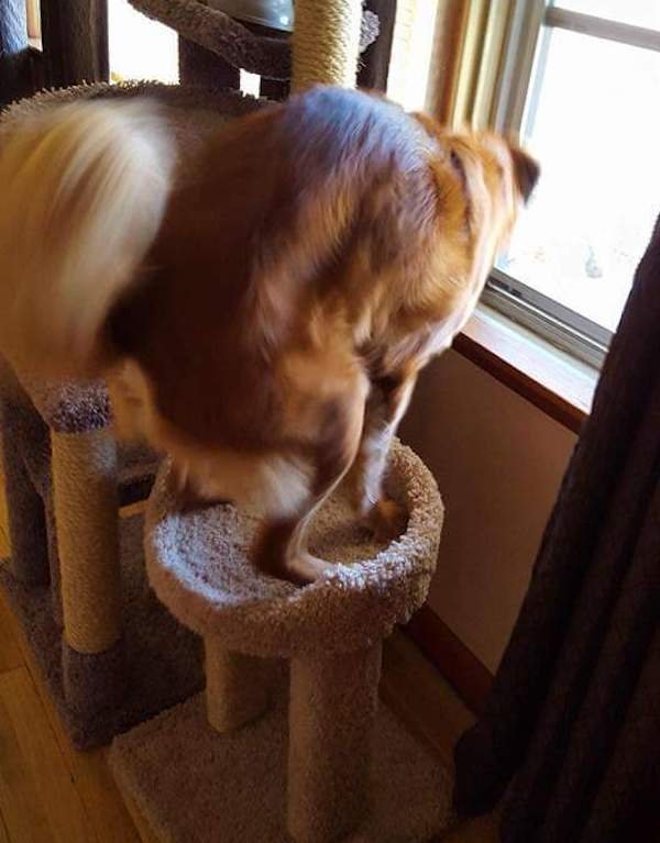 Funny Dogs (28 pics)