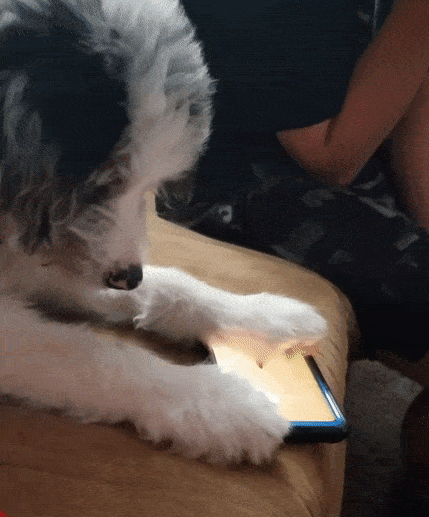 Funny Dogs (28 pics)