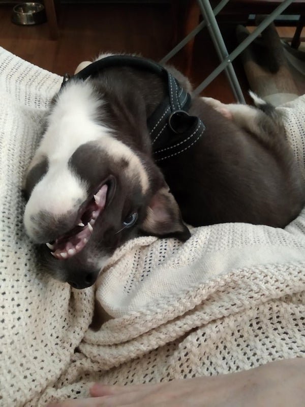 Funny Dogs (28 pics)