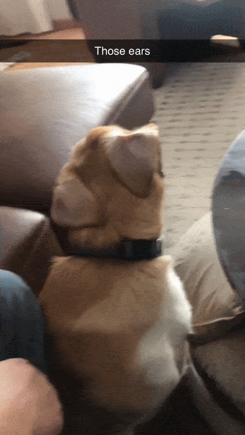 Funny Dogs (28 pics)