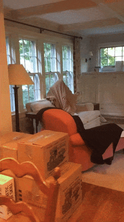 Funny Dogs (28 pics)