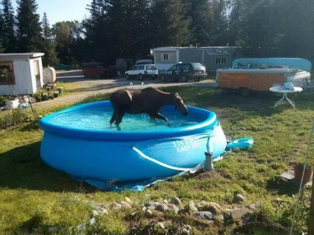 You Know You In Canada When You See Something Like This (50 pics)