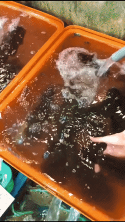 Acid Gifdump, August 8 (25 gifs)