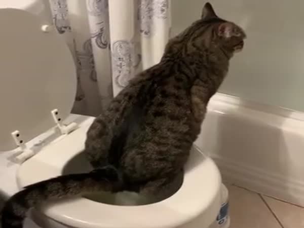 How You Can Tell If Your Cat Is An Aristocrat