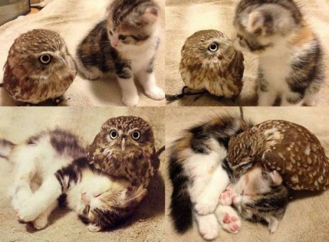 When A Picture Says More Than Just A Thousand Words (55 pics)