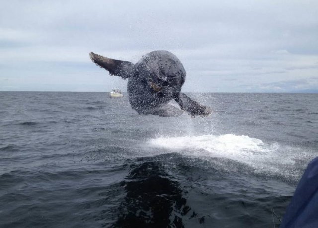 Perfectly Timed Photos (38 pics)