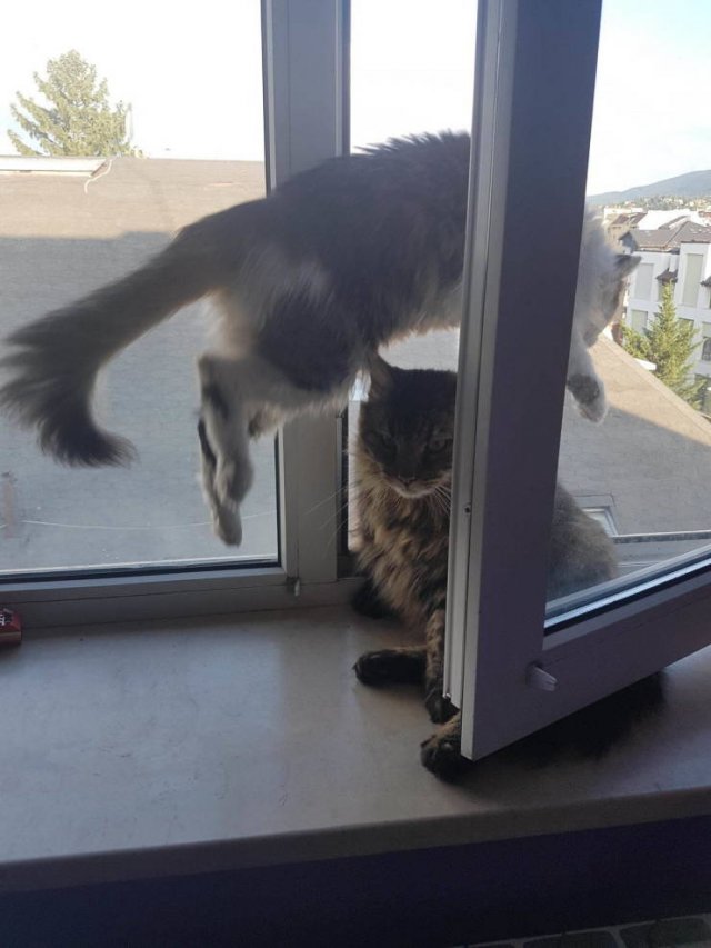 Perfectly Timed Photos (38 pics)