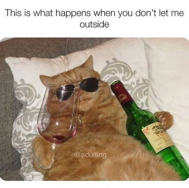 Alcohol Memes (29 pics)