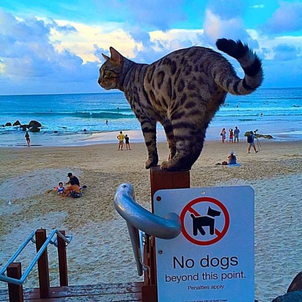 Acid Picdump. Part 1 (100 pics)