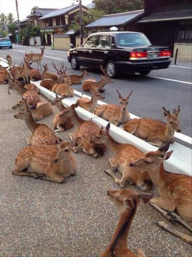 Acid Picdump. Part 1 (100 pics)