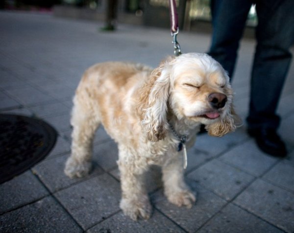 Sneezing Dogs (21 pics)