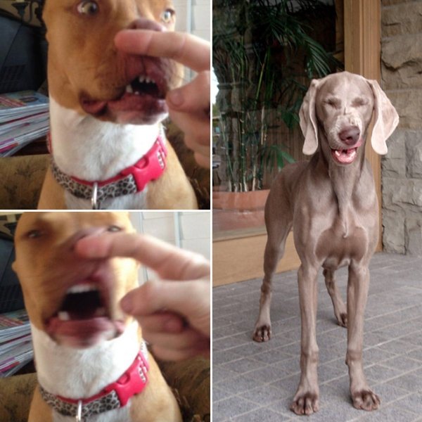 Sneezing Dogs (21 pics)