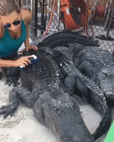 Girls Got Talent (16 gifs)
