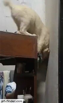 Acid Gifdump, August 14 (25 gifs)