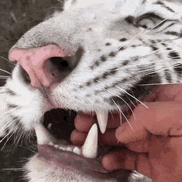 Acid Gifdump, August 14 (25 gifs)