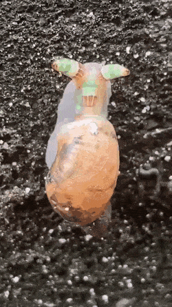 Acid Gifdump, August 14 (25 gifs)