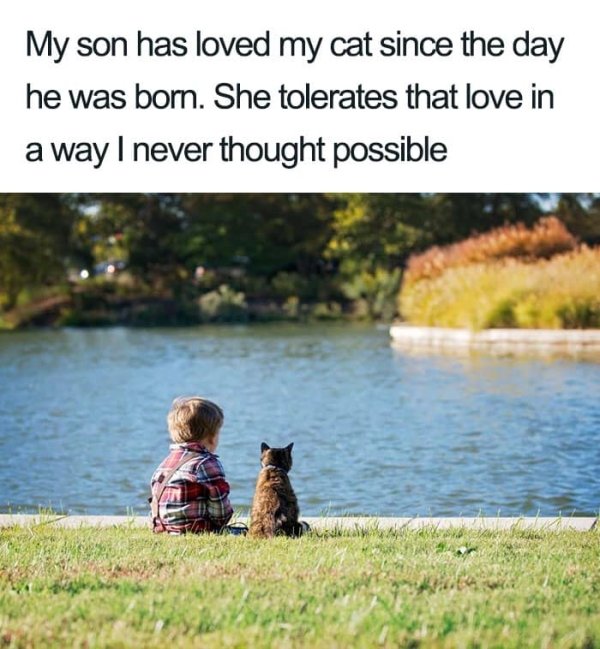 Why We Love Cats (29 pics)