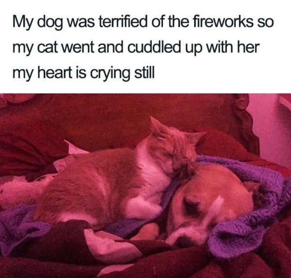 Why We Love Cats (29 pics)