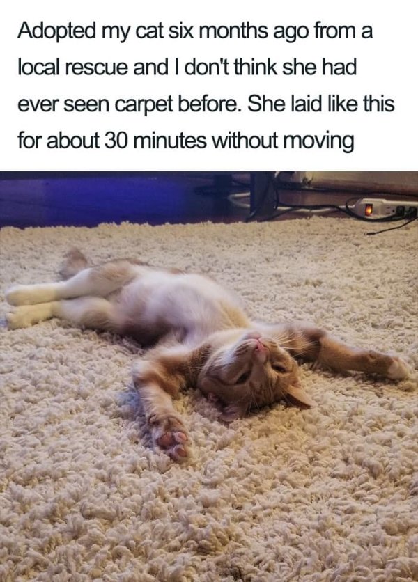 Why We Love Cats (29 pics)