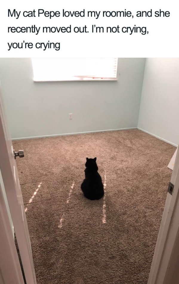 Why We Love Cats (29 pics)
