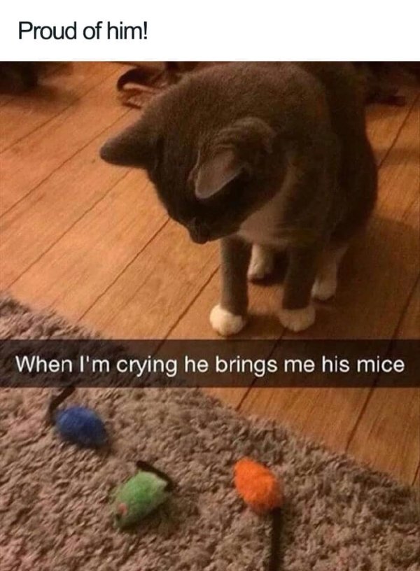 Why We Love Cats (29 pics)
