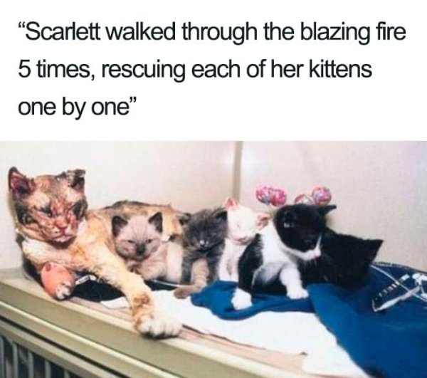 Why We Love Cats (29 pics)