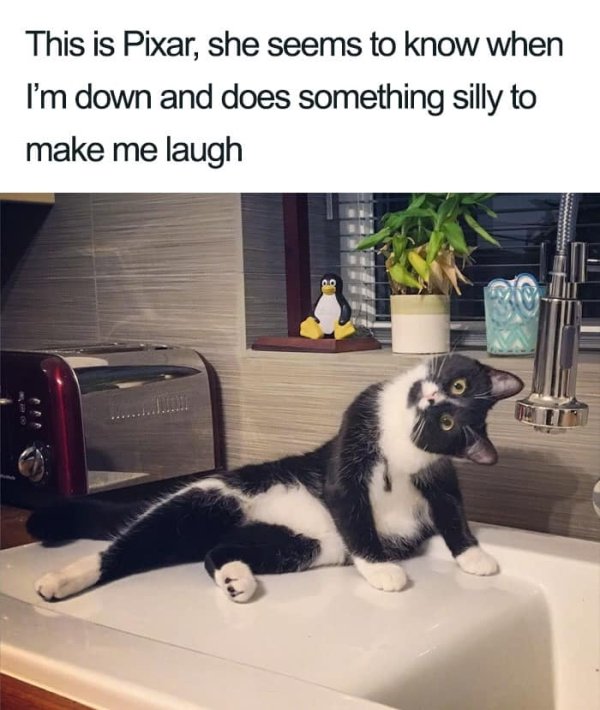 Why We Love Cats (29 pics)