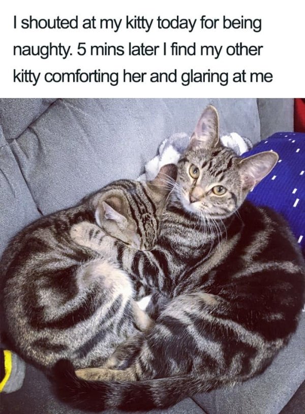 Why We Love Cats 29 Pics