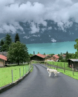 Acid Gifdump, August 15 (25 gifs)