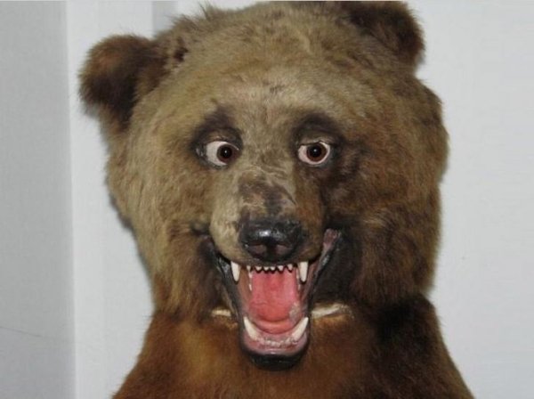 Funny Bad Taxidermy (26 pics)