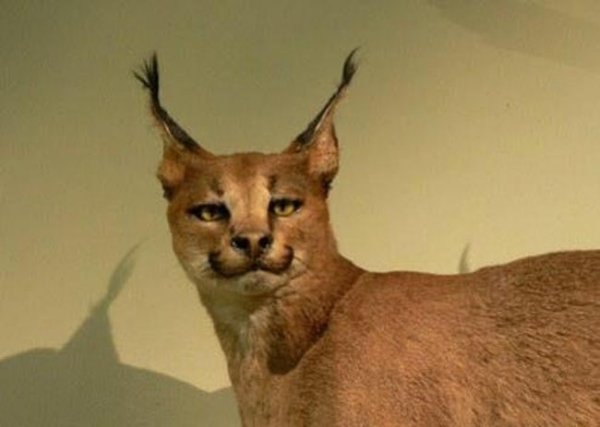 Funny Bad Taxidermy (26 pics)