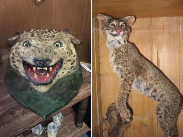 Funny Bad Taxidermy (26 pics)