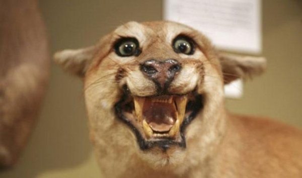 Funny Bad Taxidermy (26 pics)