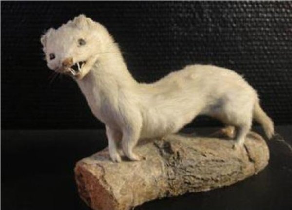 Funny Bad Taxidermy (26 pics)