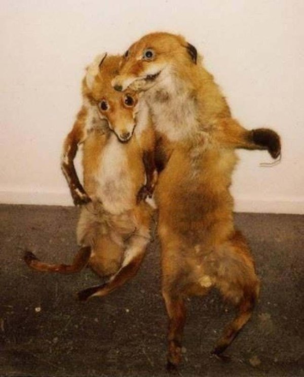 Funny Bad Taxidermy (26 pics)