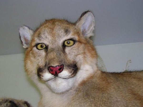 Funny Bad Taxidermy (26 pics)