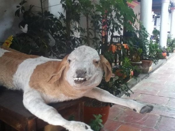 Funny Bad Taxidermy (26 pics)