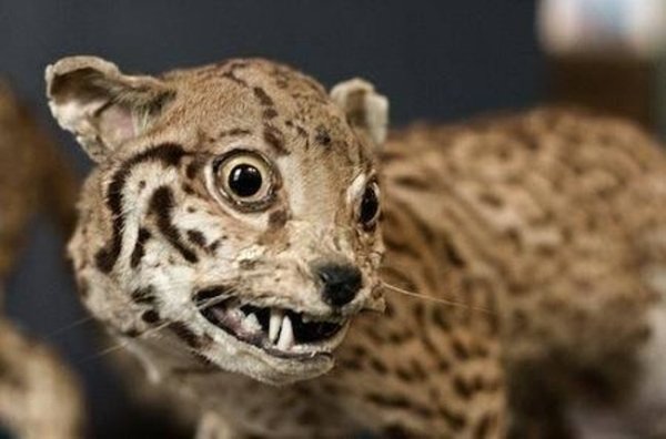 Funny Bad Taxidermy (26 pics)