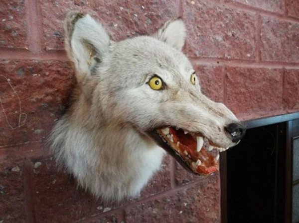 Funny Bad Taxidermy (26 pics)