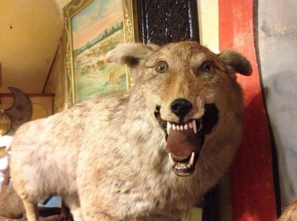 Funny Bad Taxidermy (26 pics)