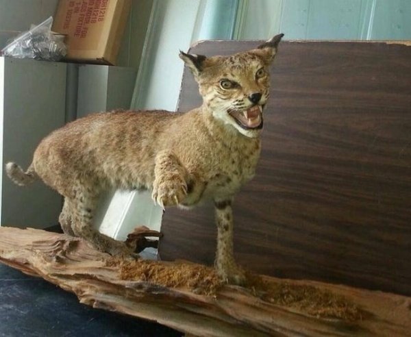 Funny Bad Taxidermy (26 pics)