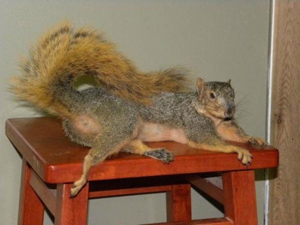 Funny Bad Taxidermy (26 pics)