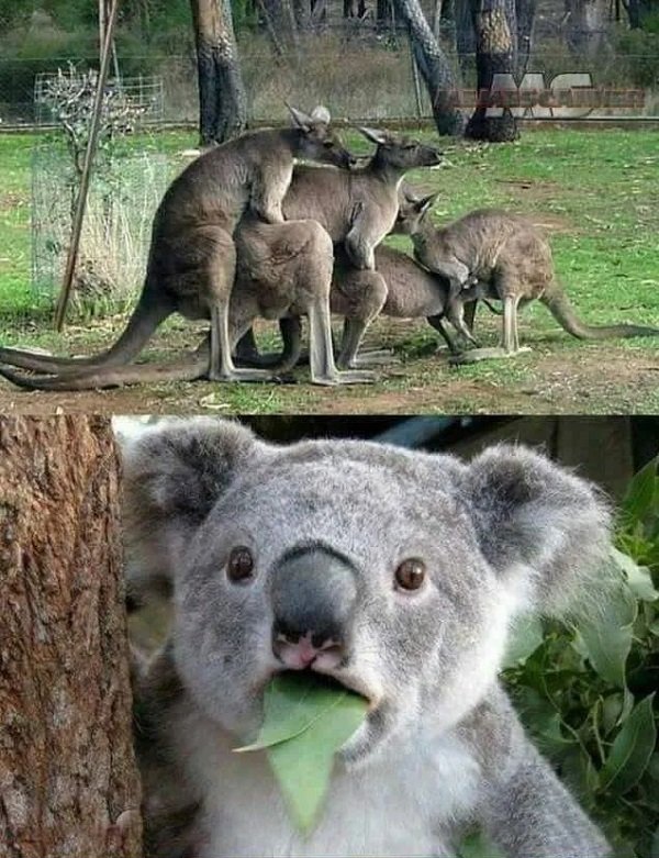 Welcome To Australia (30 pics)
