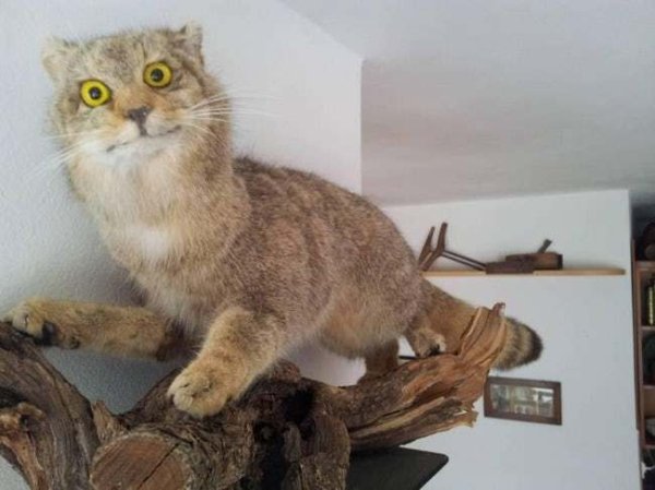 Funny Bad Taxidermy (26 pics)