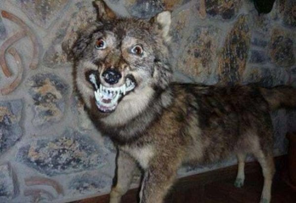 Funny Bad Taxidermy (26 pics)