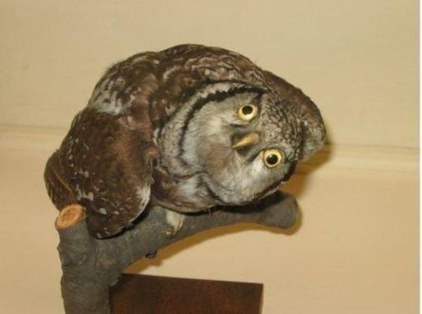 Funny Bad Taxidermy (26 pics)